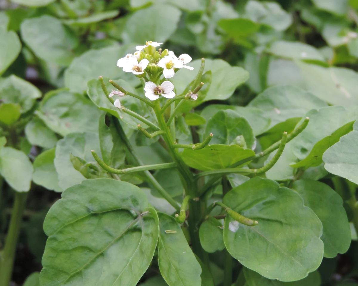 Feeding/Herbs/Watercress Rabbits UK Wiki Fandom