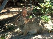 Sylvilagus audubonii