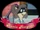 Annie Ringtail