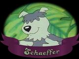 Schaeffer the Dog