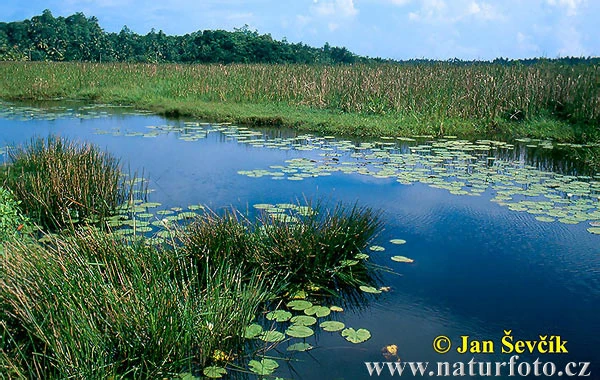 Galerie der Pflanzen und Orte aus einem Witz | Rätsel Wiki | Fandom