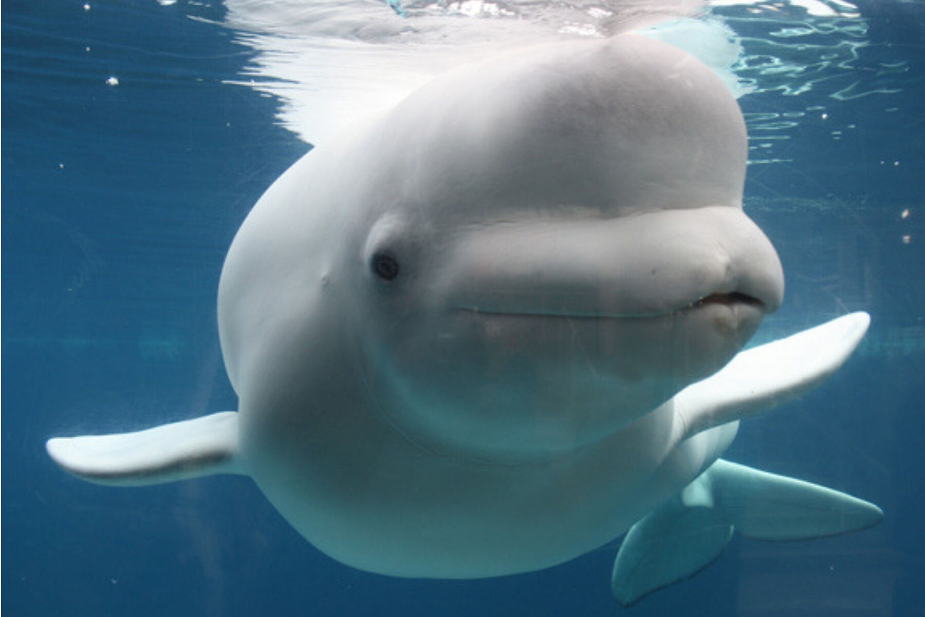 Beluga whale - Wikipedia