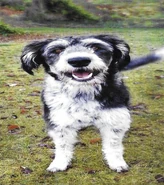 Dog on the Floor/Gallery | Raffi Wiki | Fandom