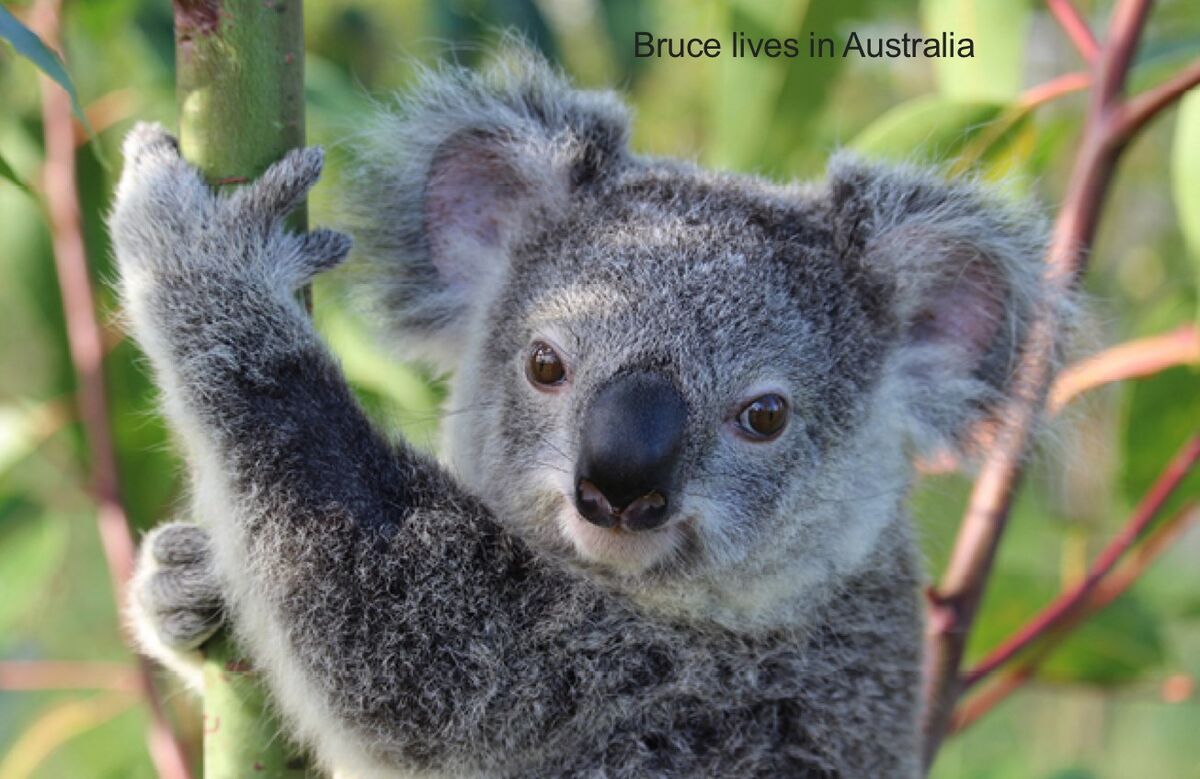 Koala - Wikipedia