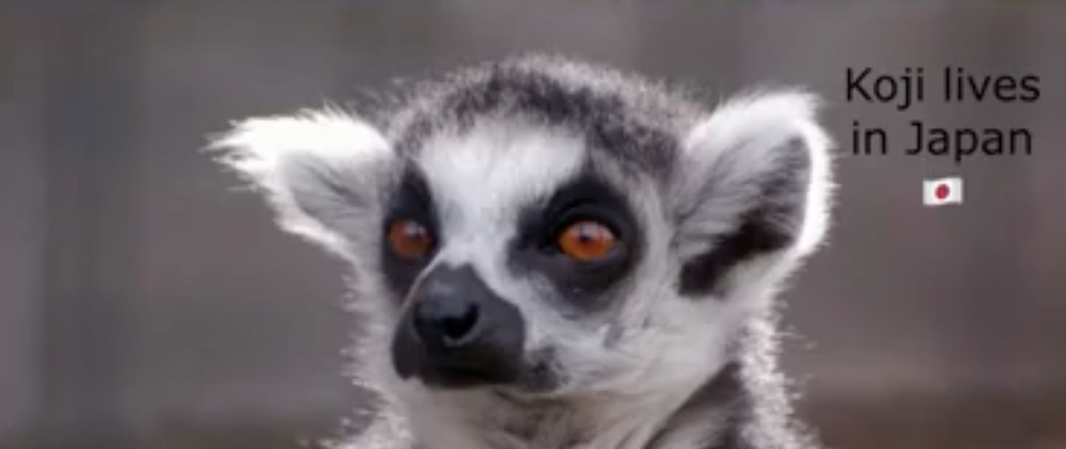 Lemur PNG transparent image download, size: 525x789px