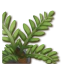 Tangaroa Plant2