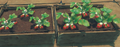 Strawberry Plants in Small Crop Plot