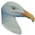 Seagull