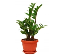 Real life ZZ plant