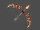 Composite Bow