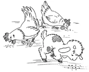 Acting like a Chicken.