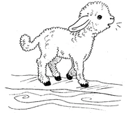 A meowing lamb