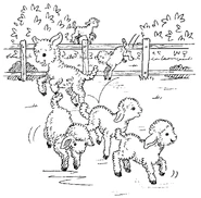 The lambs escaping over the fence