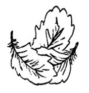 StBF SeagullFeathers.png (153 KB)