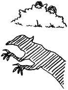 GoblinShadow.png (27 KB)