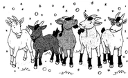 Kimi, Rachel, Kirsty, Gracie and Khadijah as goats.