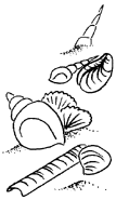 AtOF BeachShells.png (19 KB)