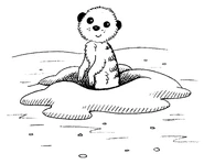 Missy the Meerkat.jpg (633 KB)