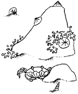 RainspellBeachCrab.png (25 KB)