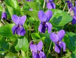 Violet-1-.jpg