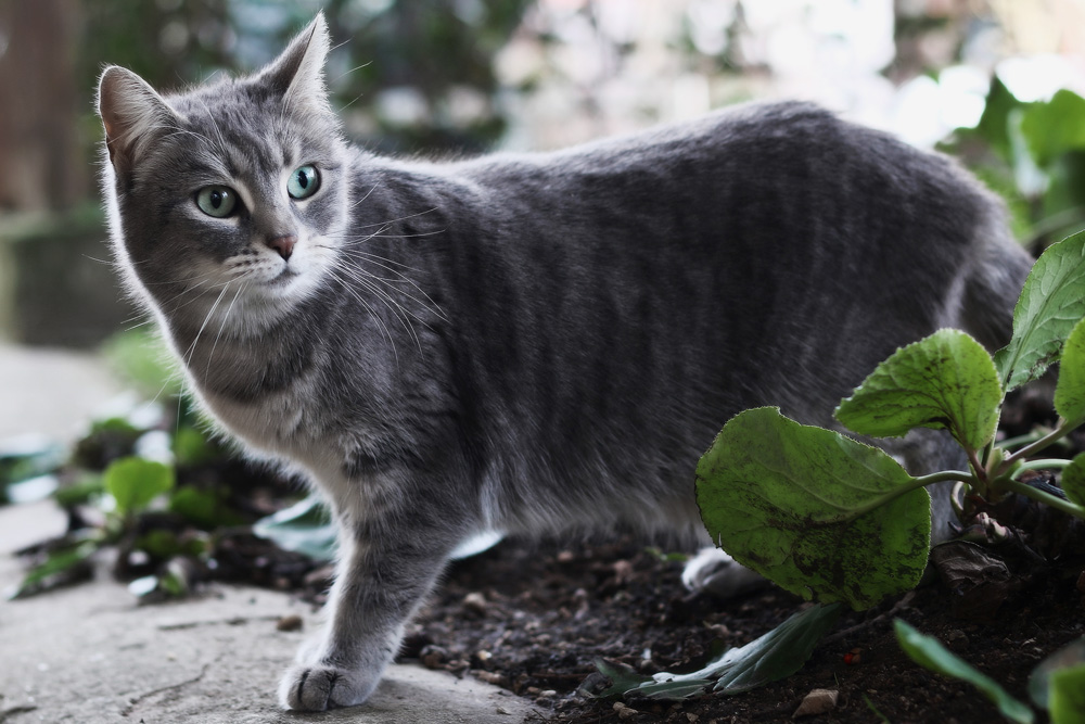 Самые дорогие кошки - Субботний Рамблер Egyptian mau, Cat breeds, Cats