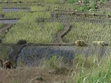 Rice Paddies