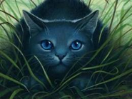 This is Bluestar. She is leader of ThunderClan at the begining of the first Arc.