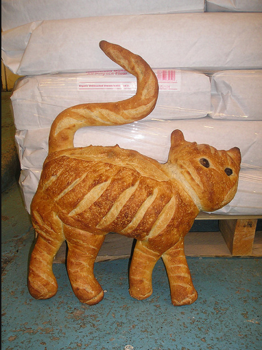 cat breading