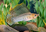 Sailfin-mollies