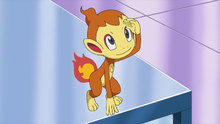 Rowan Chimchar