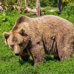 Brown Bear