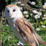 Barn Owl
