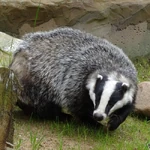 Badger
