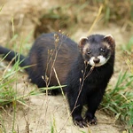Polecat