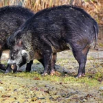 Boars