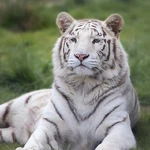 White Tiger