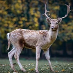 Deer
