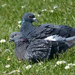 Pigeons