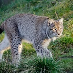 Lynx