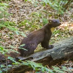 Pine Marten