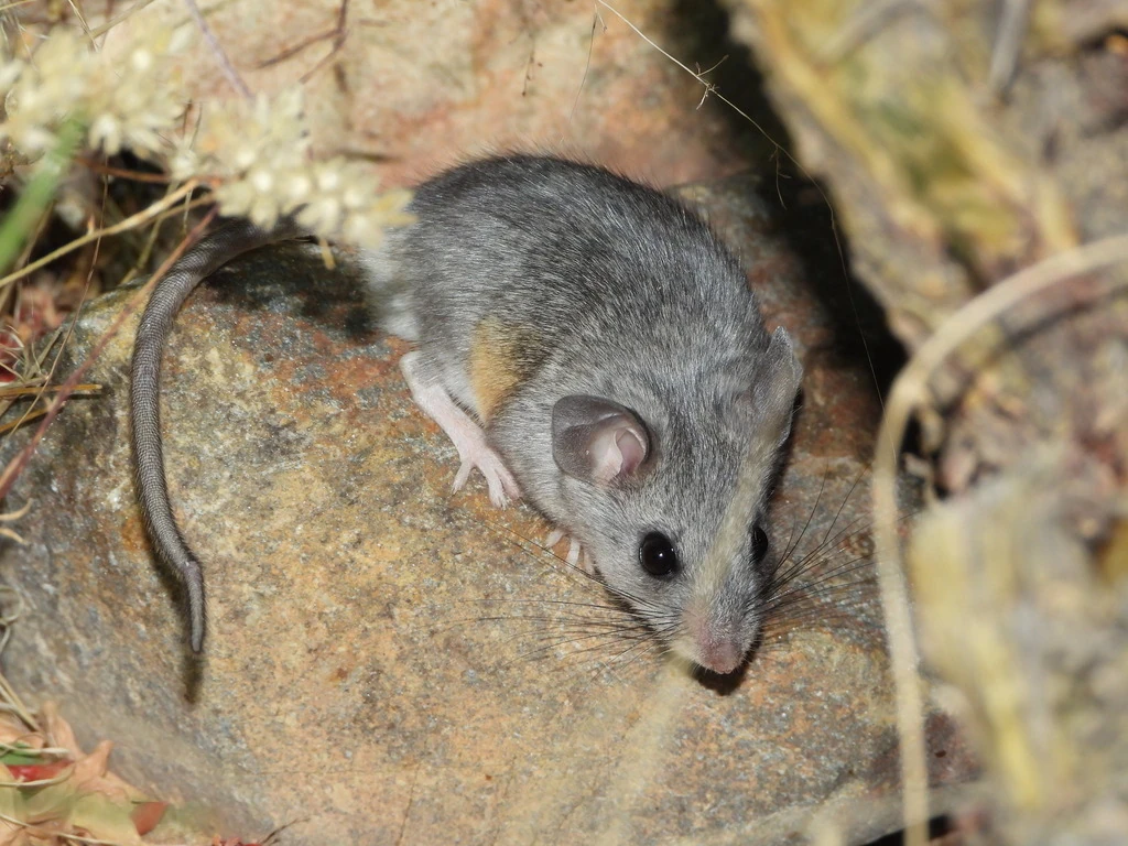 Cactus mouse | Rango Wiki | Fandom