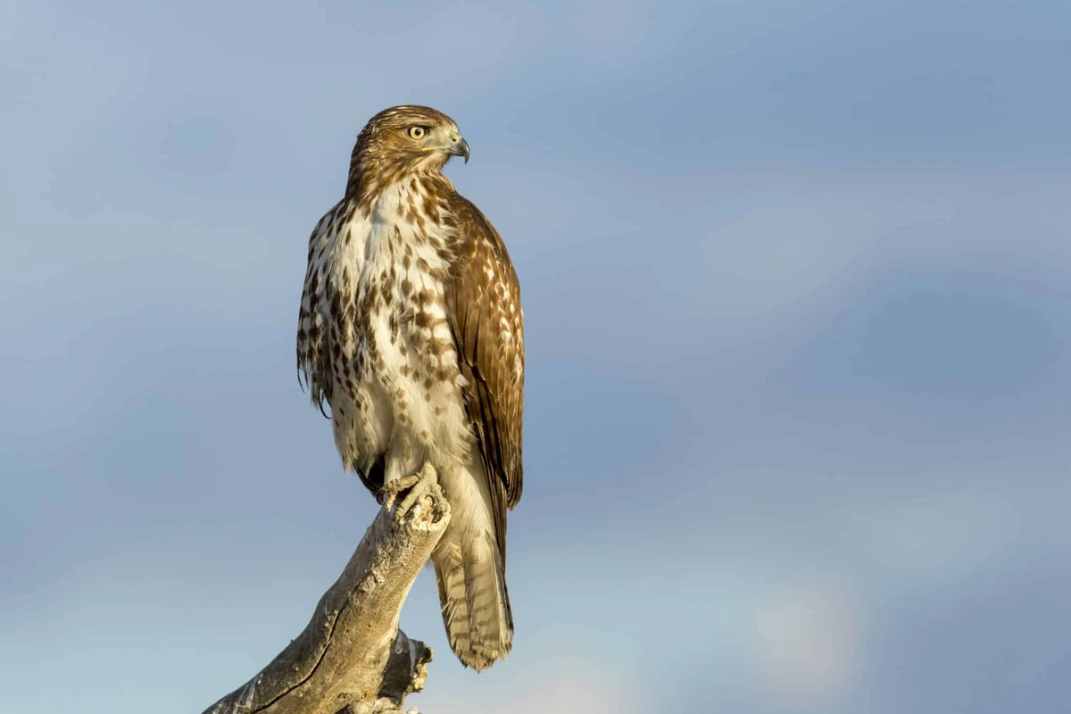 Red-tailed Hawk | Rango Wiki | Fandom