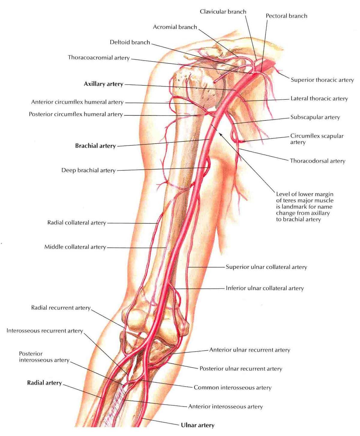 nutrient artery of humerus