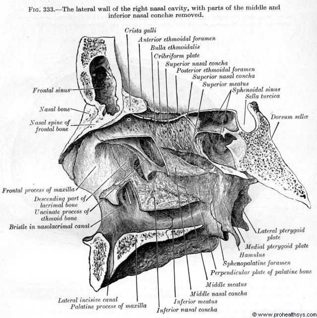 ethmoid bone superior nasal concha