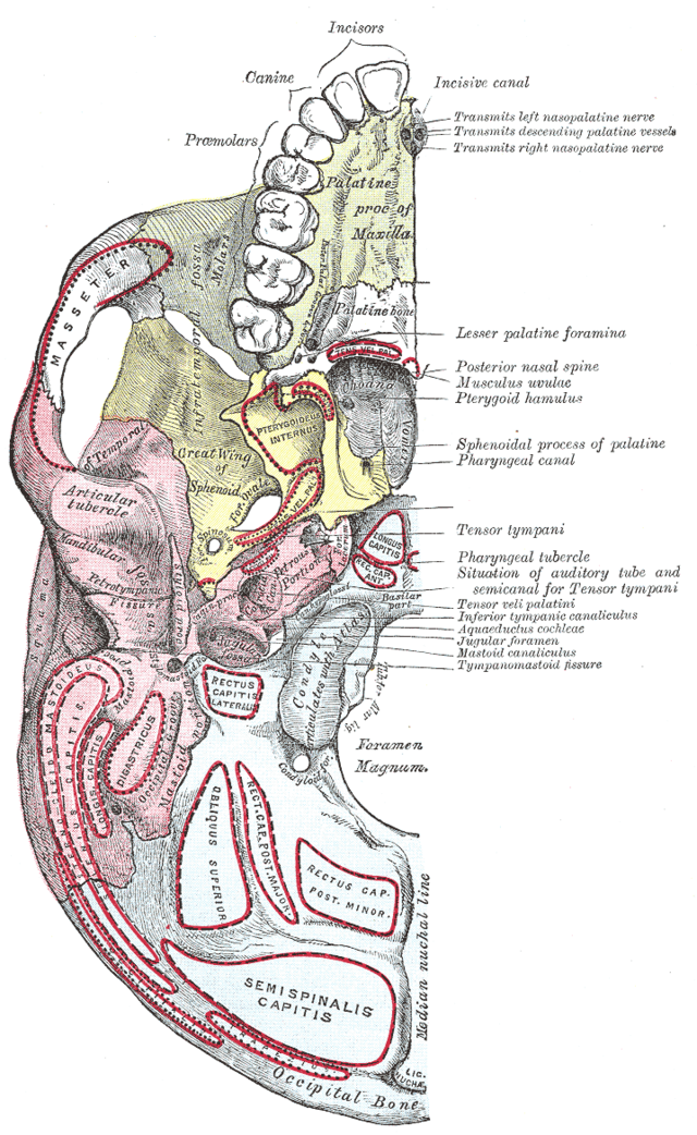 internal auditory meatus internal auditory meatus