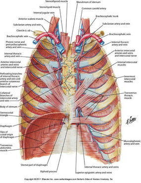 musculophrenic artery