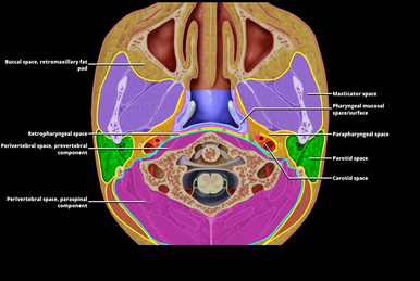 Nerves:Arm/Shoulder:Ulnar nerve course, relations and innervation, RANZCRPart1 Wiki