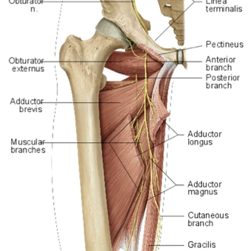 Obturator Externus Pectineus