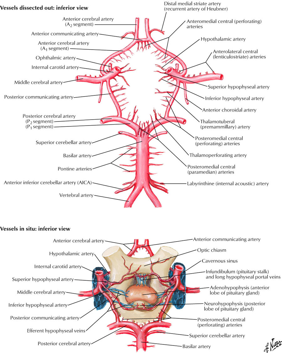 superior cerebellar artery distribution