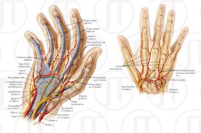 Nerves:Arm/Shoulder:Ulnar nerve course, relations and innervation, RANZCRPart1 Wiki